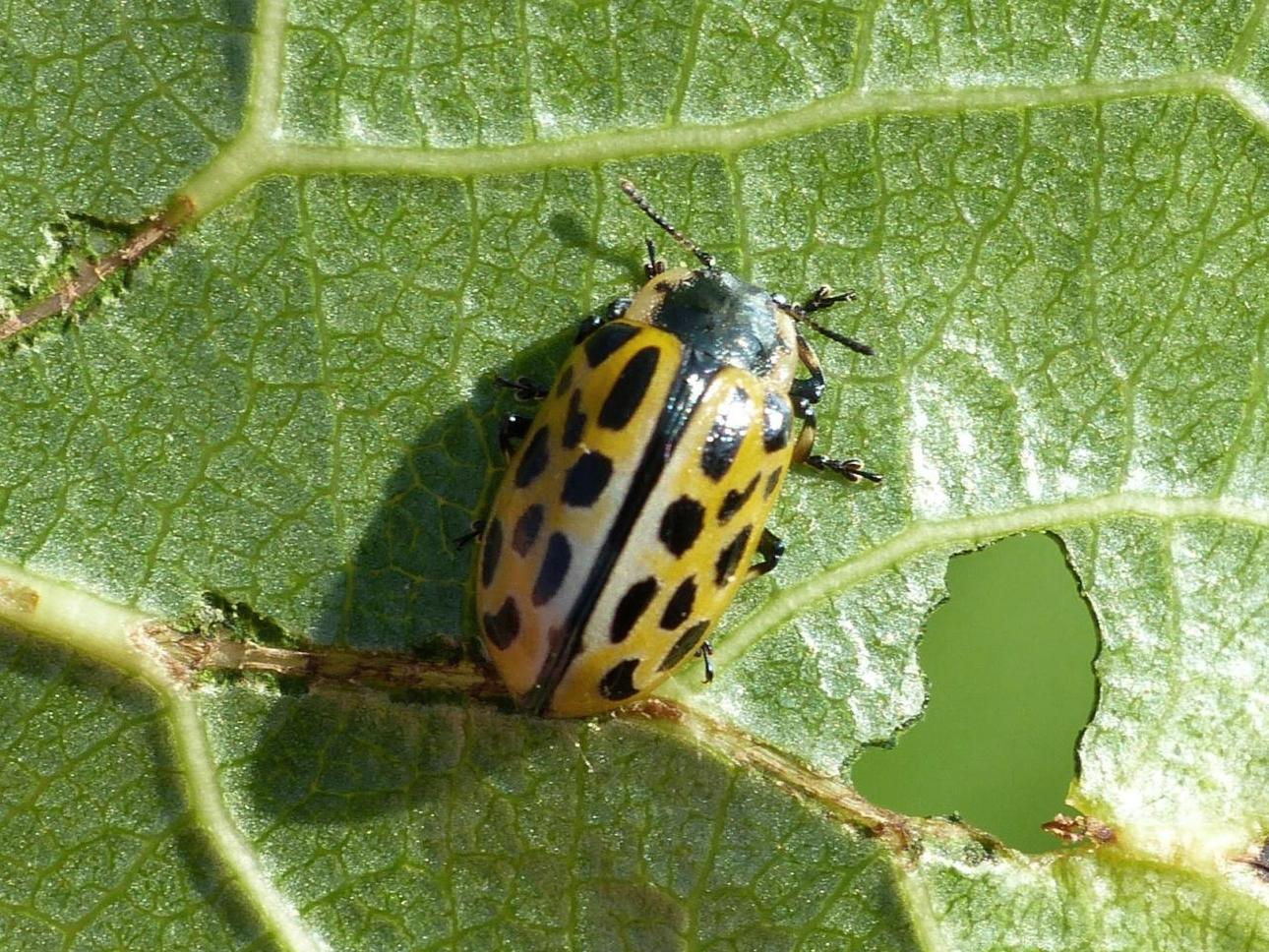 Chrysomela vigintipunctata